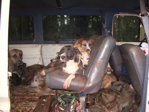 1991 Ford Bronco - Delimas 5 Star Limo accomodations from kennel to mountain. Duke at center.