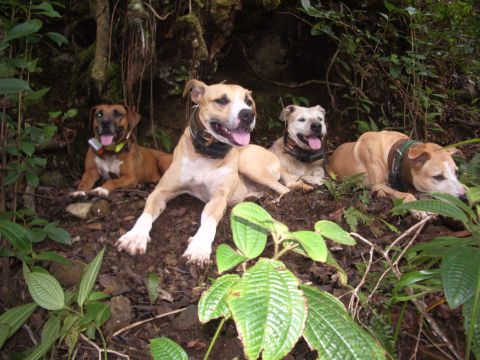 1991 Ford Bronco - Haole, Paakiki (Pepe), Ipo, Sammy.