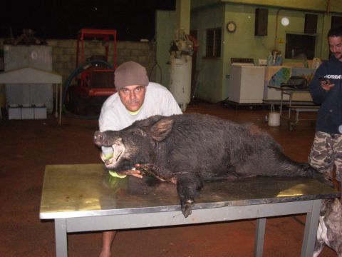 1991 Ford Bronco - A man presents a large wild boar on a table, with another person visible in the background.