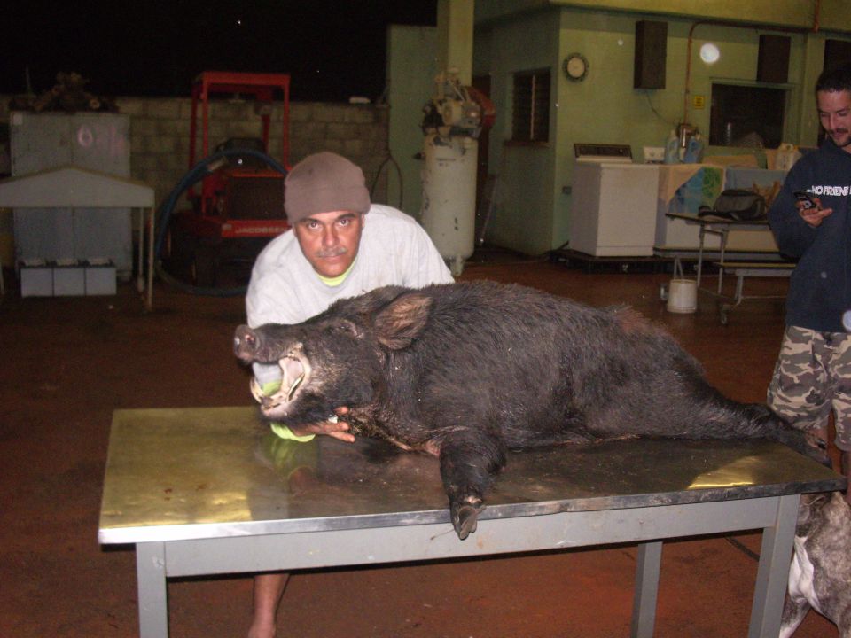 Wild boar on metal table, man holding its head, another man in background