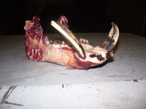 1991 Ford Bronco - Close-up of an animal jawbone with tusks and remnants of tissue, resting on a surface.