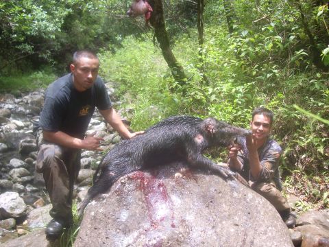 1991 Ford Bronco - Hunters display their kill, a large wild boar, in a natural outdoor setting.