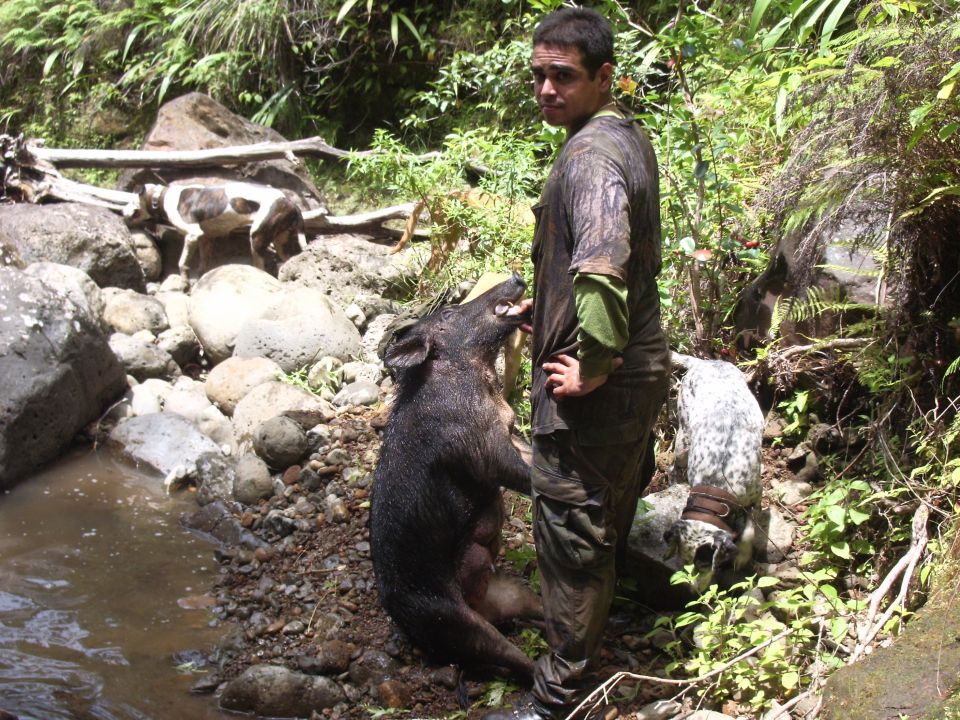 Man standing next to a wild boar with two dogs nearby in a wooded area by a stream