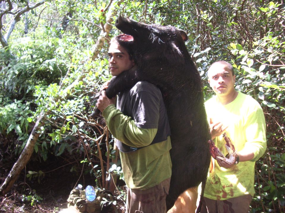 Hunter carrying a black wild boar on his shoulder in sunlit brush