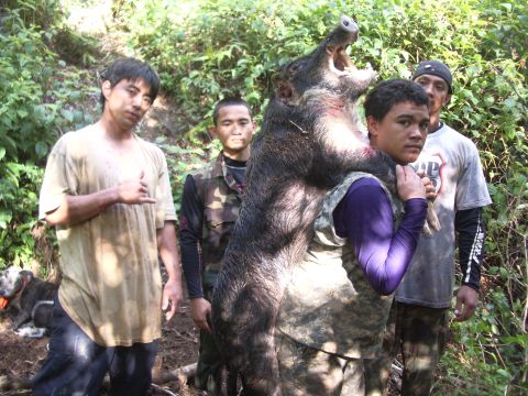 1991 Ford Bronco - Hunters pose with a large wild boar they have successfully hunted in a wooded area.