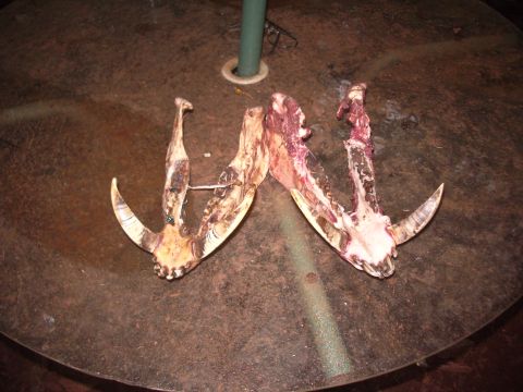 1991 Ford Bronco - Two animal jawbones with teeth are displayed on a table.