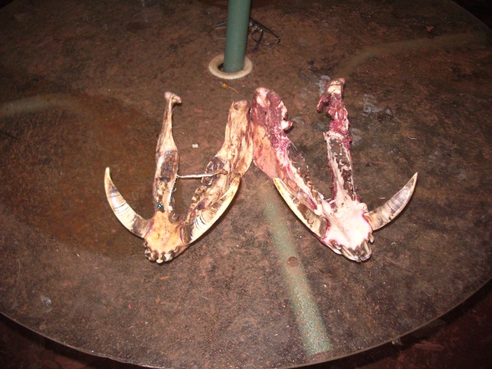 Two wild boar jawbones with curved tusks on a rusty round metal table