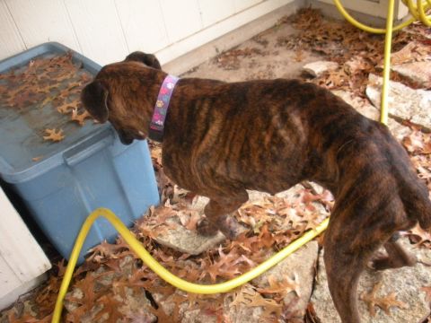 1996 Ford Bronco - A brindle dog drinks from a blue tub filled with water and fallen leaves.