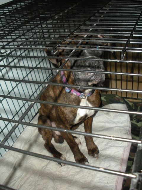 1996 Ford Bronco - A brindle dog with a white chest sits inside a wire crate, wearing a purple and blue collar.