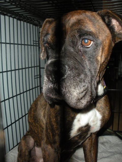 1996 Ford Bronco - A brindle boxer dog sits inside a metal crate, looking towards the camera.