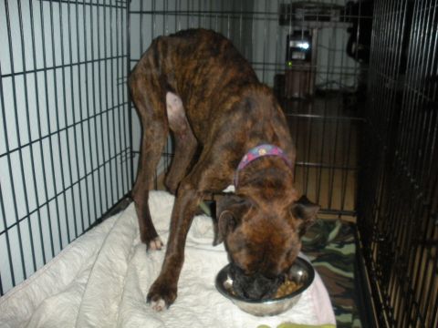 1996 Ford Bronco - A brindle dog eats from a bowl while inside a wire crate.