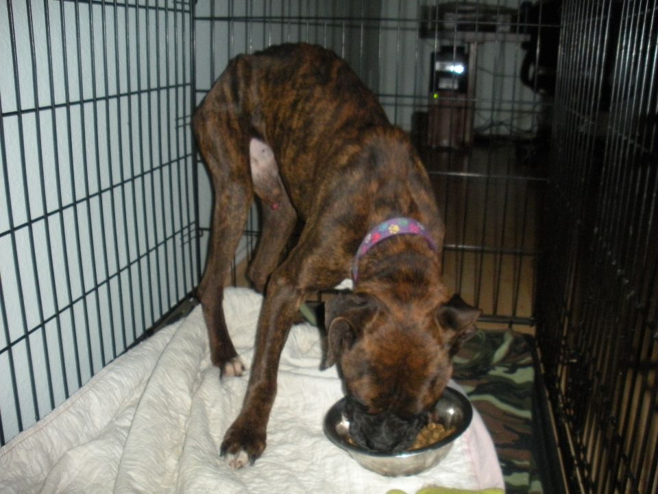 Brindle dog eating from a metal bowl inside a wire crate
