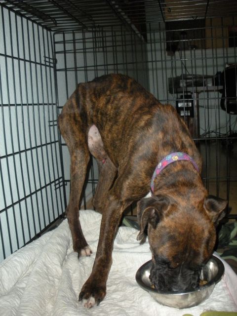 1996 Ford Bronco - A thin brindle boxer dog is eating from a bowl inside a large wire crate.