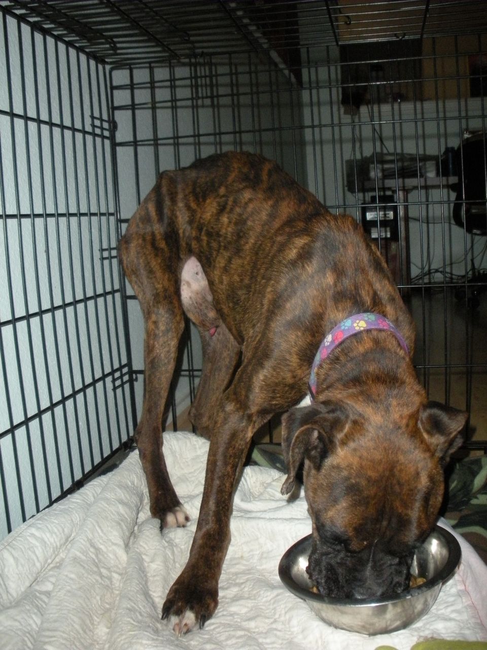 Brindle boxer dog eating from a metal bowl inside a large wire crate