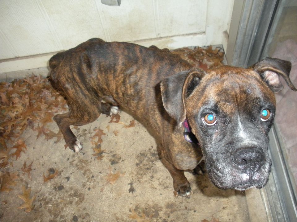 Brindle boxer dog with bright blue eyes and white markings on face, standing on concrete with fallen leaves