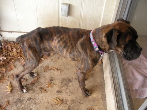1996 Ford Bronco - A brindle boxer dog stands on a concrete porch next to a glass door, with fallen leaves scattered around.
