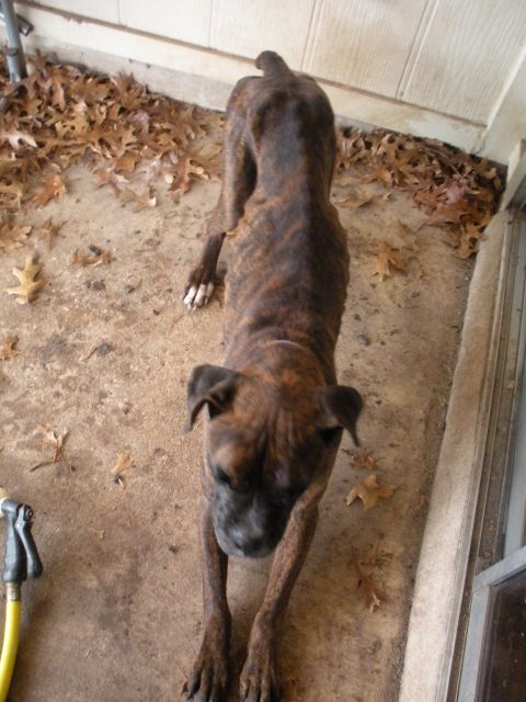 1996 Ford Bronco - Brindle dog stretching out on a patio with fallen leaves around it.