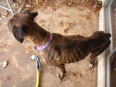 1996 Ford Bronco - A brindle dog with a floral collar stands on a patio next to a hose.