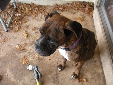 1996 Ford Bronco - Brindle boxer dog on a patio with fallen leaves and a hose nozzle nearby.