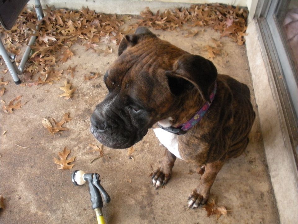 Brindle boxer dog sits on concrete patio with fallen leaves and a hose nozzle