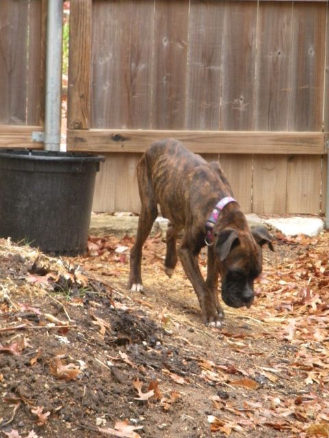 1996 Ford Bronco - A brindle boxer dog explores the yard, sniffing the ground near a large black pot and a wooden fence.