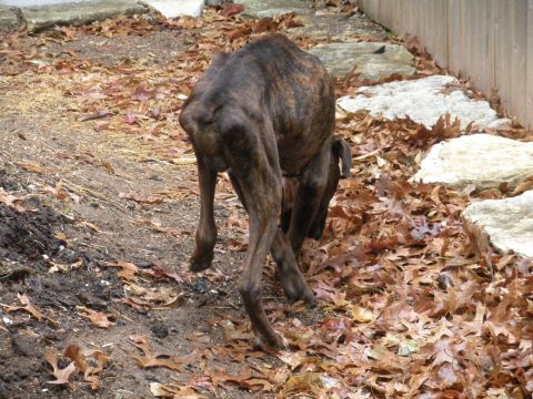 1996 Ford Bronco - A brindle dog walks through fallen leaves in an outdoor setting.