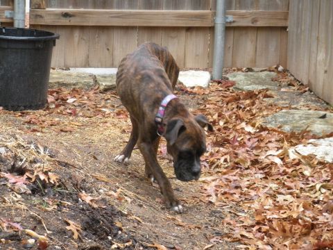 1996 Ford Bronco - A brindle boxer dog walks through a yard littered with fallen leaves.