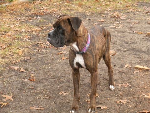 1996 Ford Bronco - A brindle boxer dog stands outside on a dirt ground covered with fallen leaves.