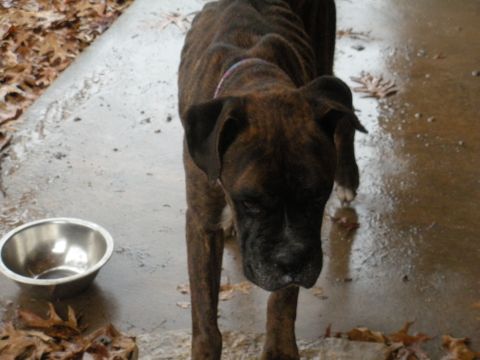 1996 Ford Bronco - A thin brindle boxer dog stands by an empty bowl on a wet, leaf-strewn surface.