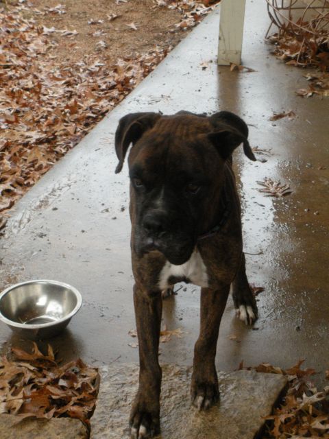 1996 Ford Bronco - A brindle boxer dog stands on a wet concrete surface next to an empty metal bowl, with fallen leaves scattered around.
