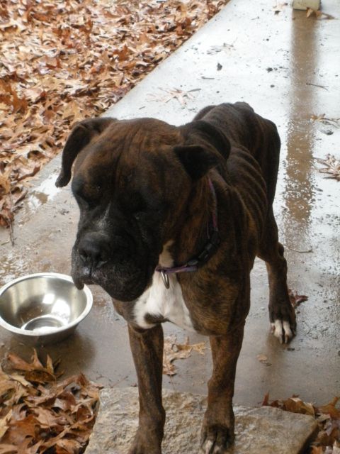 1996 Ford Bronco - A brindle boxer dog stands by an empty bowl on a wet patio surrounded by autumn leaves.