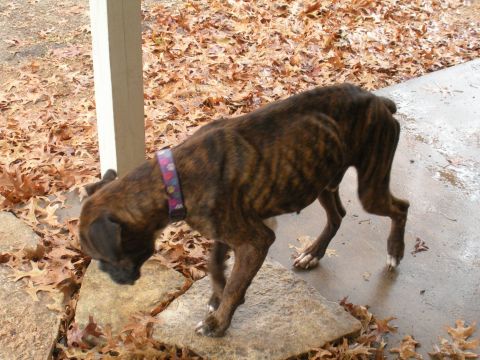 1996 Ford Bronco - A brindle dog investigates a rock on a patio, with fallen leaves scattered around.