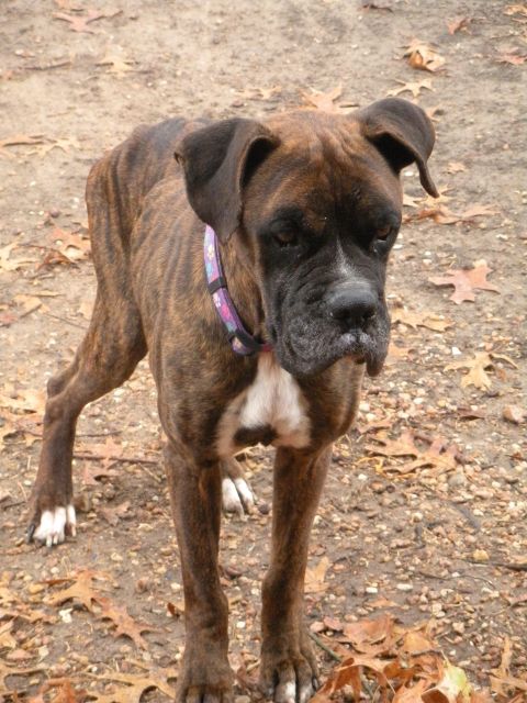 1996 Ford Bronco - A brindle boxer dog stands on a patch of dirt covered with fallen leaves.