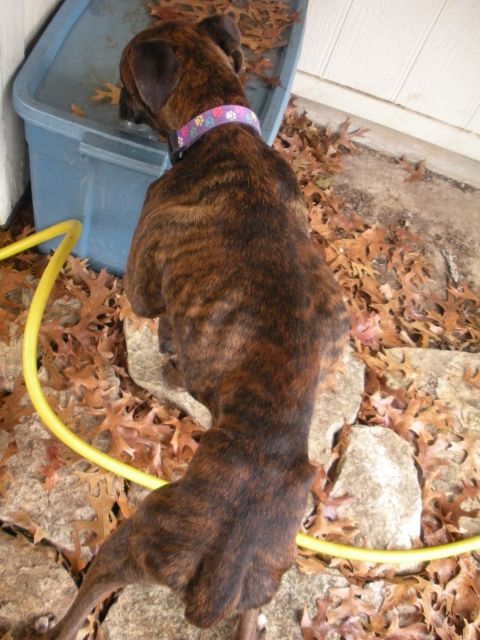 1996 Ford Bronco - A brindle dog stands near a blue plastic tub and a yellow hose amidst fallen leaves.