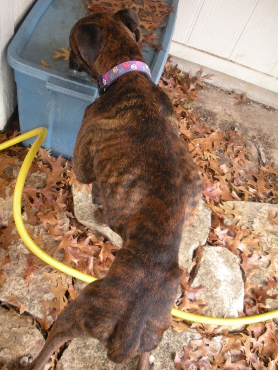 Brindle dog near blue tub and yellow hose