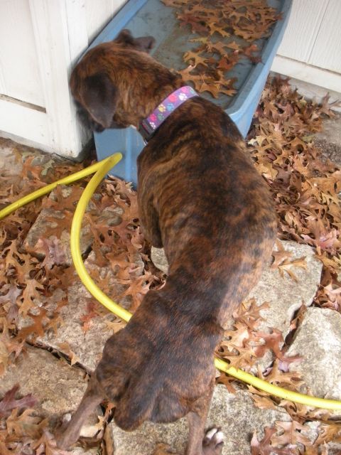 1996 Ford Bronco - A brindle dog is investigating the base of a white wall, surrounded by fallen leaves.