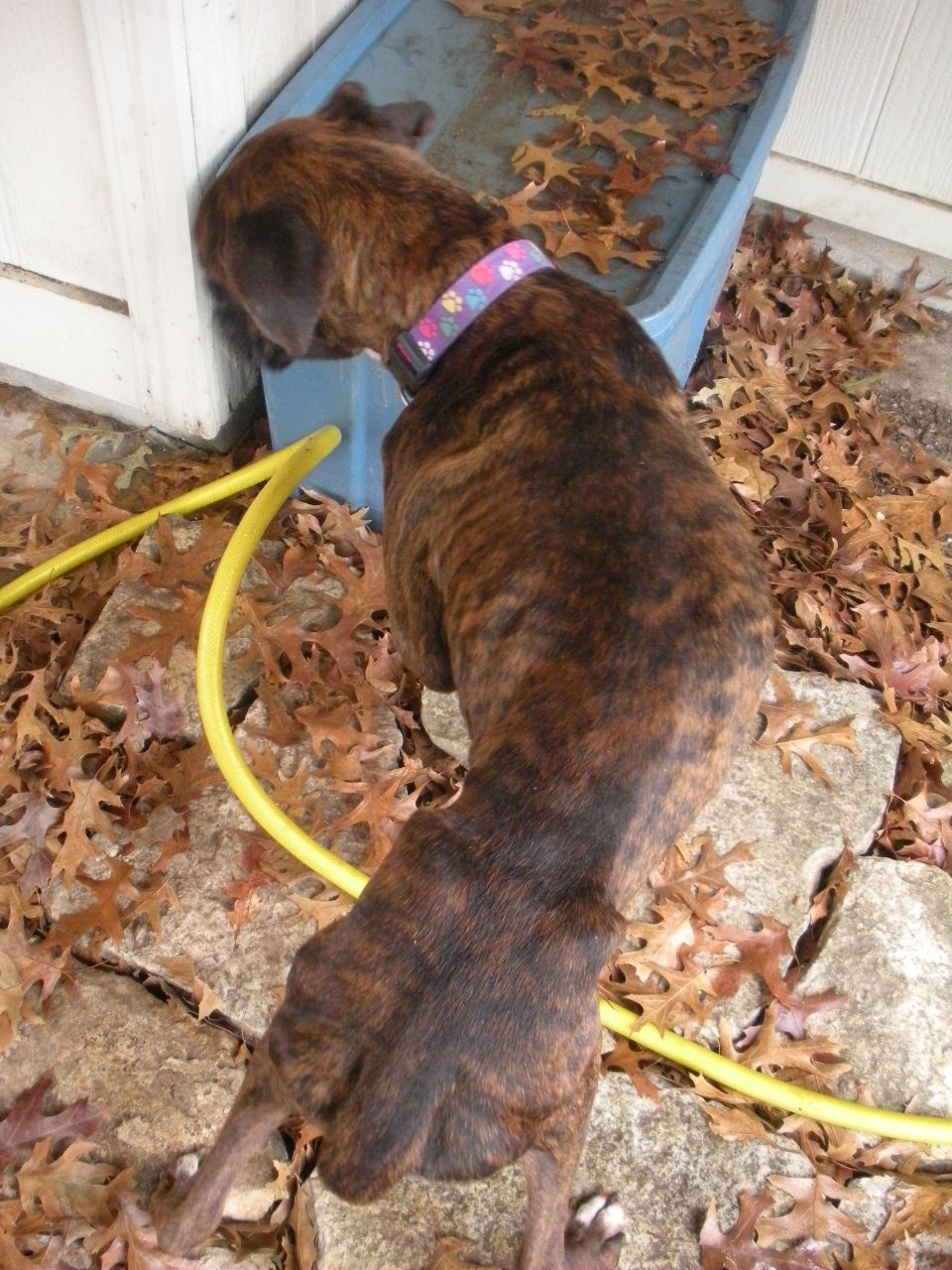 Brindle dog with a colorful collar sniffing a white wall next to a blue tub and fallen leaves