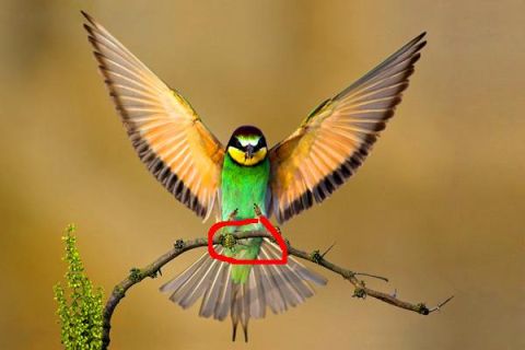 1981 Ford Bronco - A colorful bee-eater bird is captured mid-perch on a branch, its wings outstretched.