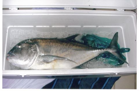 1991 Ford Bronco - A large fish rests on ice inside a cooler, ready for transport.