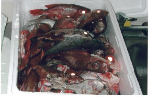 1991 Ford Bronco - A white cooler packed full of freshly caught reef fish, mostly red and dark-brown snapper-type species with reflective eyes, photographed f…