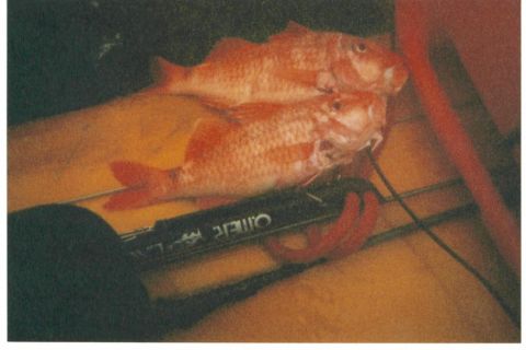 1991 Ford Bronco - Two red fish are resting on a surface with some equipment.