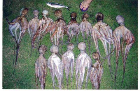 1991 Ford Bronco - A collection of octopuses and a single fish are displayed on a grassy surface, with a person's foot visible at the top right.