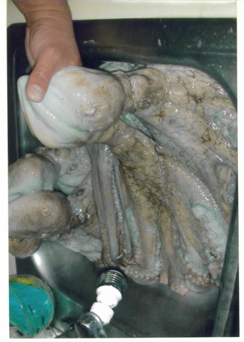 1991 Ford Bronco - A large octopus is being held in a sink, with a faucet visible at the bottom.