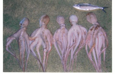 1991 Ford Bronco - A catch of five octopuses and a single fish are displayed on a grassy surface.