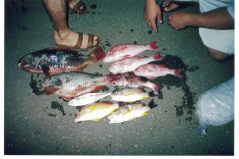 1991 Ford Bronco - A catch of fresh fish laid out on a textured green deck, including a large parrotfish, several red snapper, and yellow-striped fish, with p…