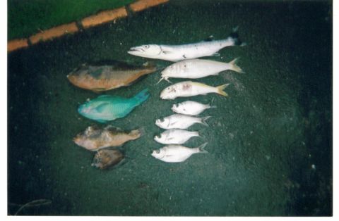 1991 Ford Bronco - A night-flash photo of a reef and inshore catch laid out in two rows on dark green carpet, with a bright teal parrotfish and brown wrasses…