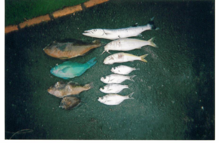 Reef catch laid out on green carpet at night, teal parrotfish and barracuda