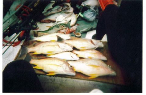 1991 Ford Bronco - A catch of several fish, including yellowtail snapper with bright yellow fins and tails, laid out on a board on what appears to be a boat d…
