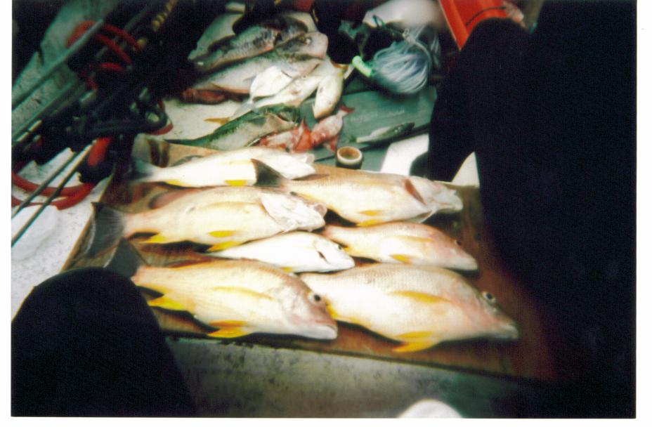 Freshly caught fish laid out on a board on a boat deck