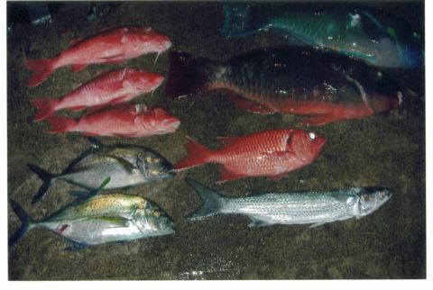 1991 Ford Bronco - A catch of freshly caught fish laid out on the ground, including several pink snapper, a red squirrelfish, silver jacks, a mullet, and a la…